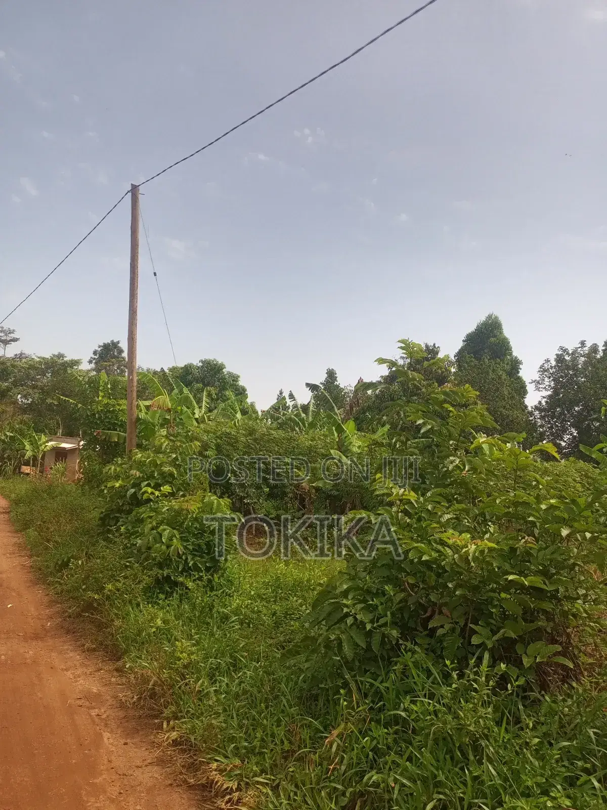 Private Milo Land Kabembe Mukono 1.5km Off Road Title Available in Kyampisi