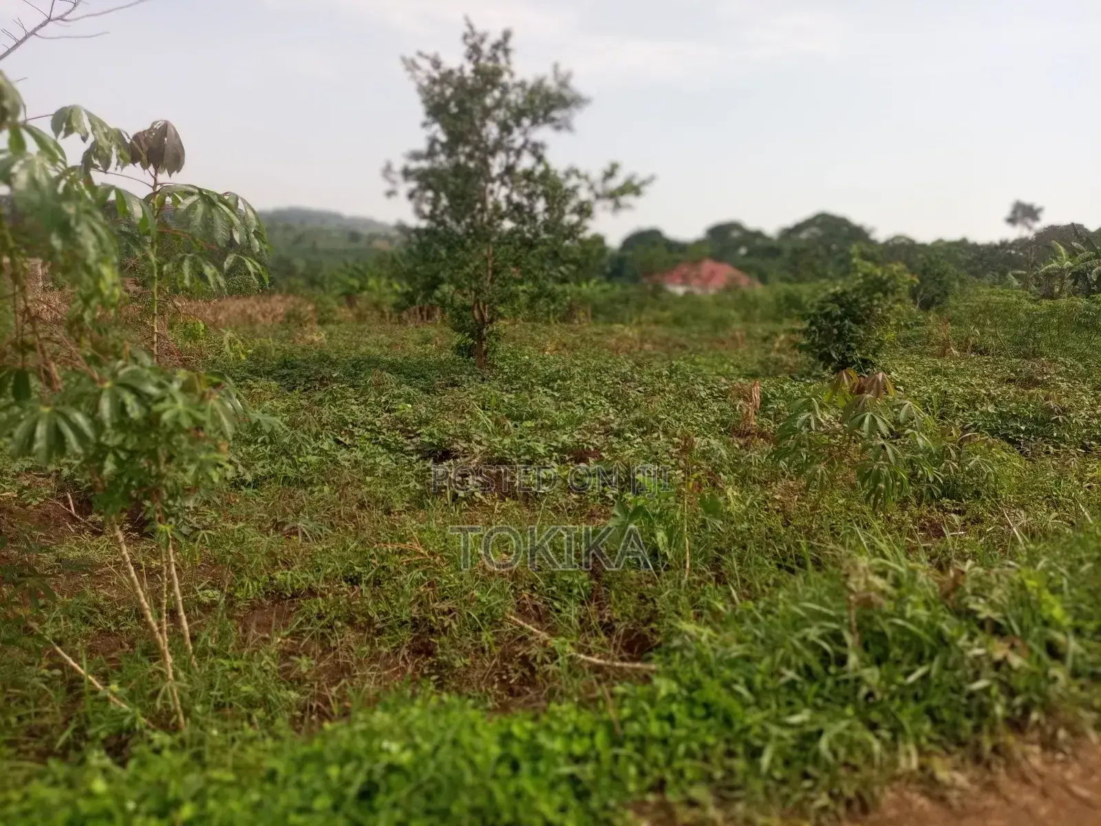 Private Milo Land Kabembe Mukono 1.5km Off Road Title Available in Kyampisi