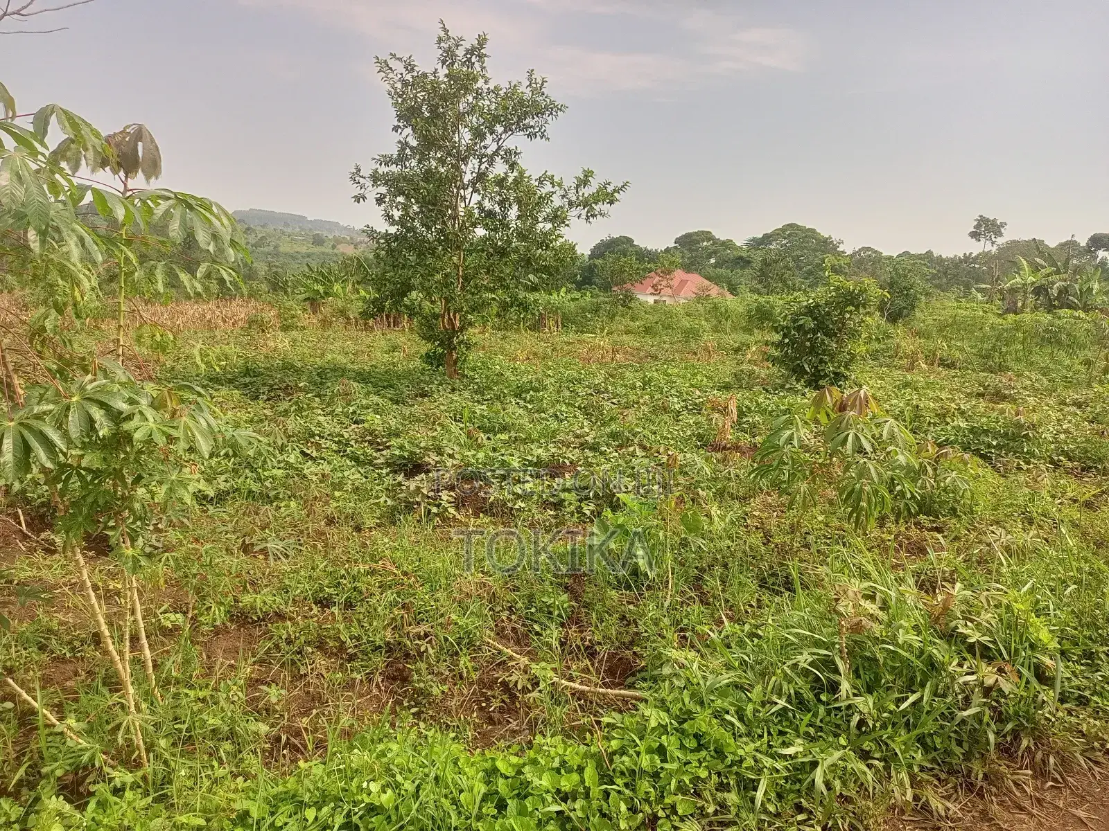 Private Milo Land Kabembe Mukono 1.5km Off Road Title Available in Kyampisi