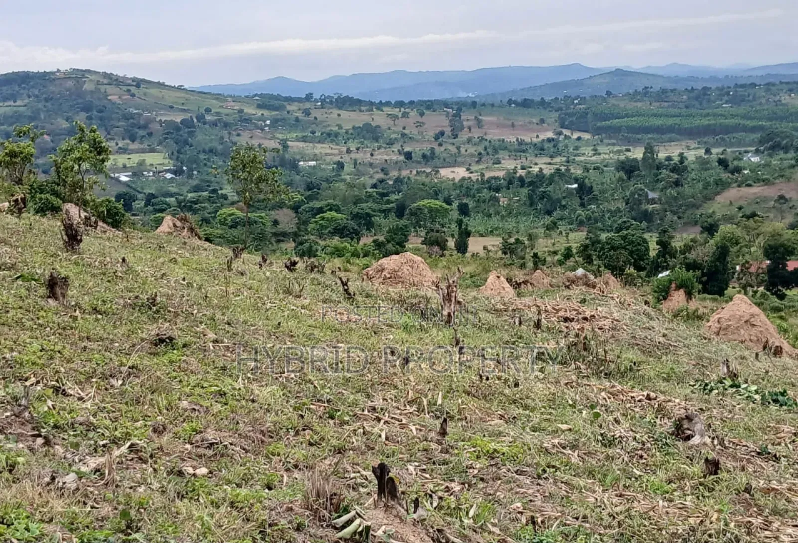 80acres Of Land For Sale At Busunju Hill~Hoima Road [Mityana District] in Ssekanyonyi