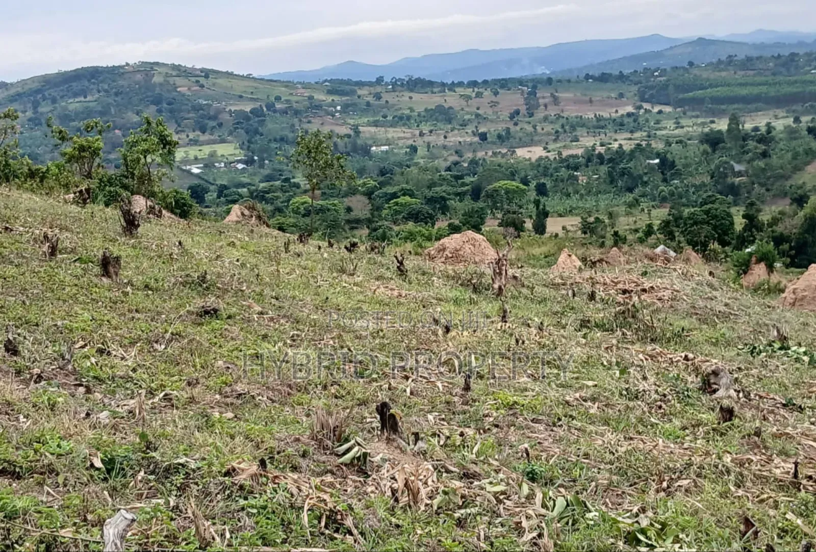 80acres Of Land For Sale At Busunju Hill~Hoima Road [Mityana District] in Ssekanyonyi