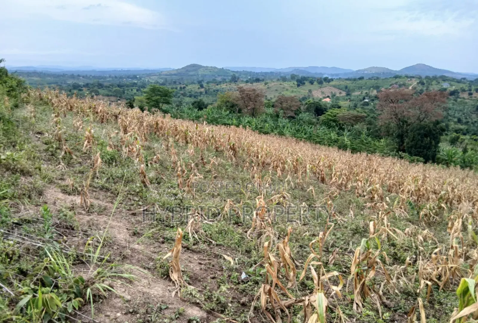 80acres Of Land For Sale At Busunju Hill~Hoima Road [Mityana District] in Ssekanyonyi