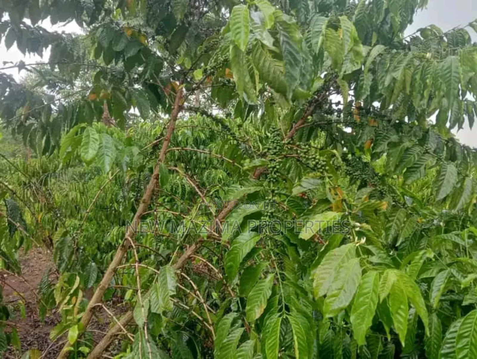 Very Hot Deal of 11 Acres With Coffee Banana Plantations in Luwero in Central Division