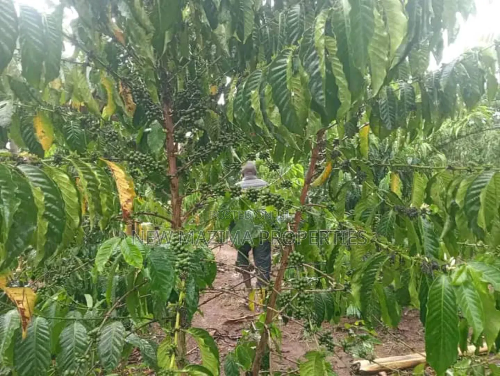 Very Hot Deal of 11 Acres With Coffee Banana Plantations in Luwero in Central Division