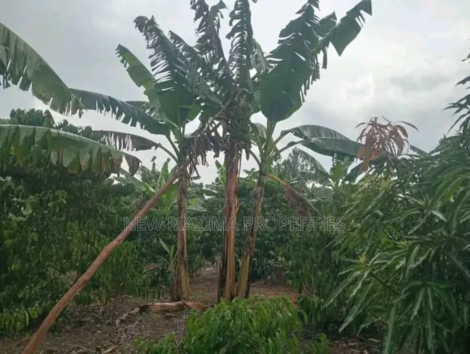 Very Hot Deal of 11 Acres With Coffee Banana Plantations in Luwero in Central Division