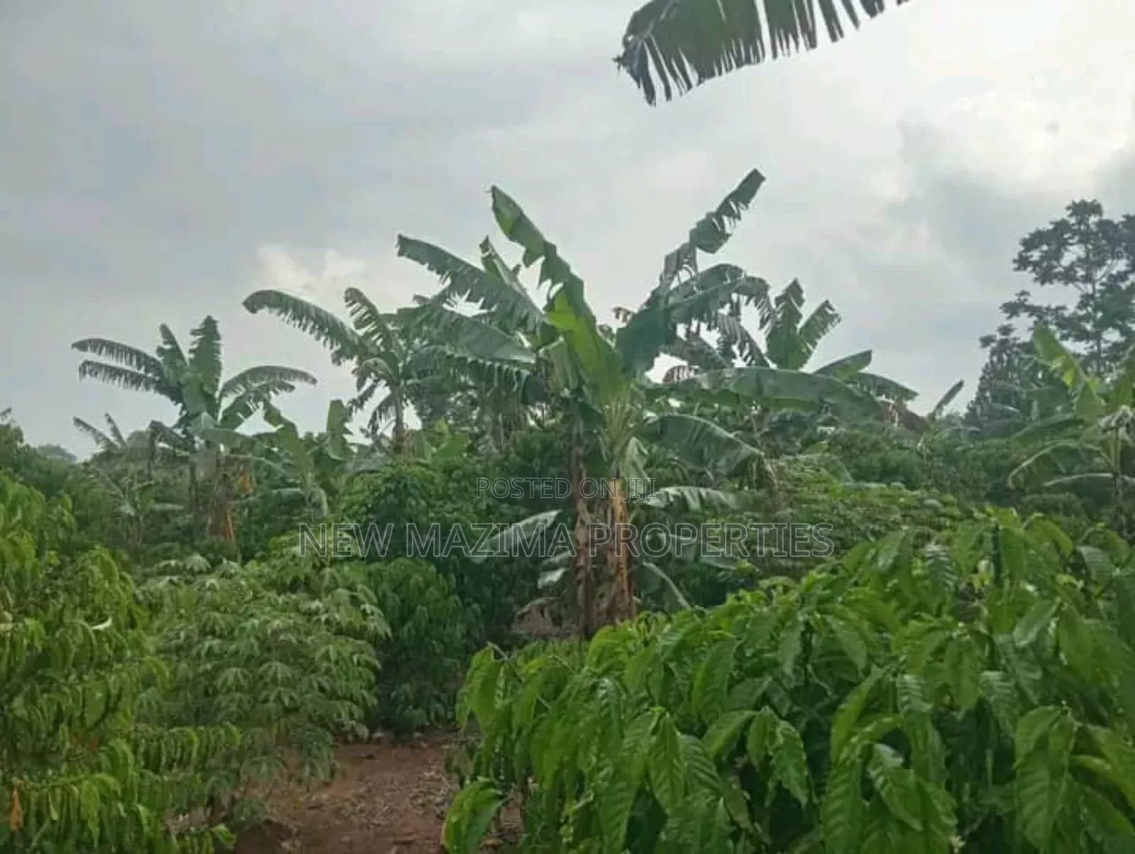 Very Hot Deal of 11 Acres With Coffee Banana Plantations in Luwero in Central Division