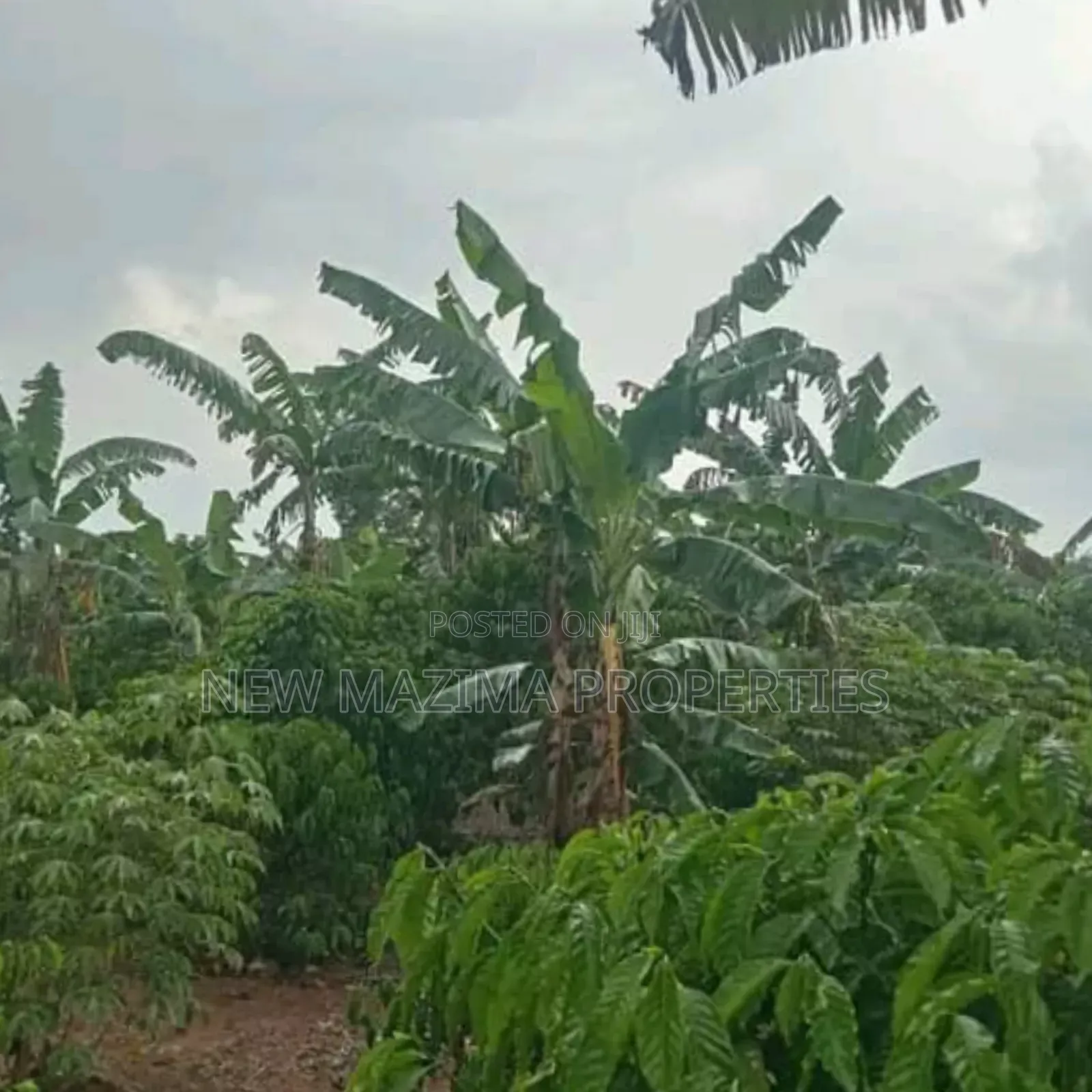 Very Hot Deal of 11 Acres With Coffee Banana Plantations in Luwero in Central Division