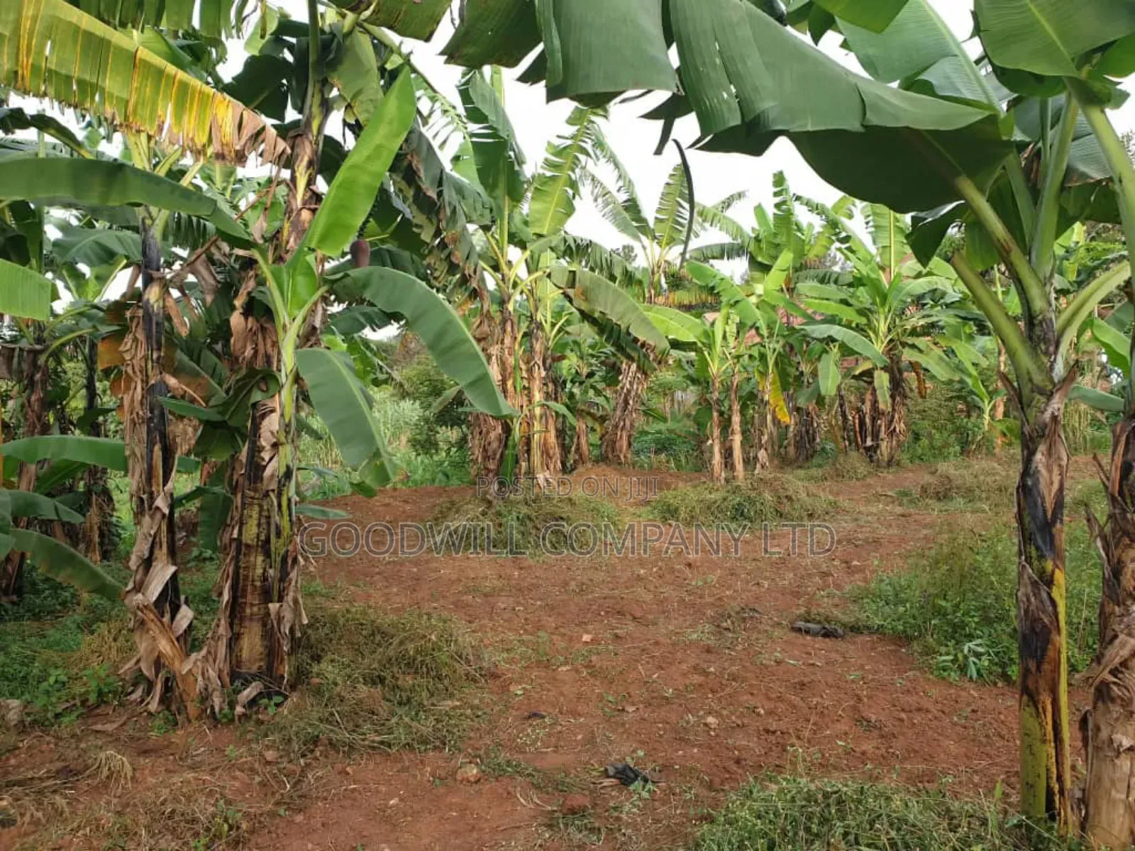 8 Acres of Land in Namugongo Nsawo in Central Division