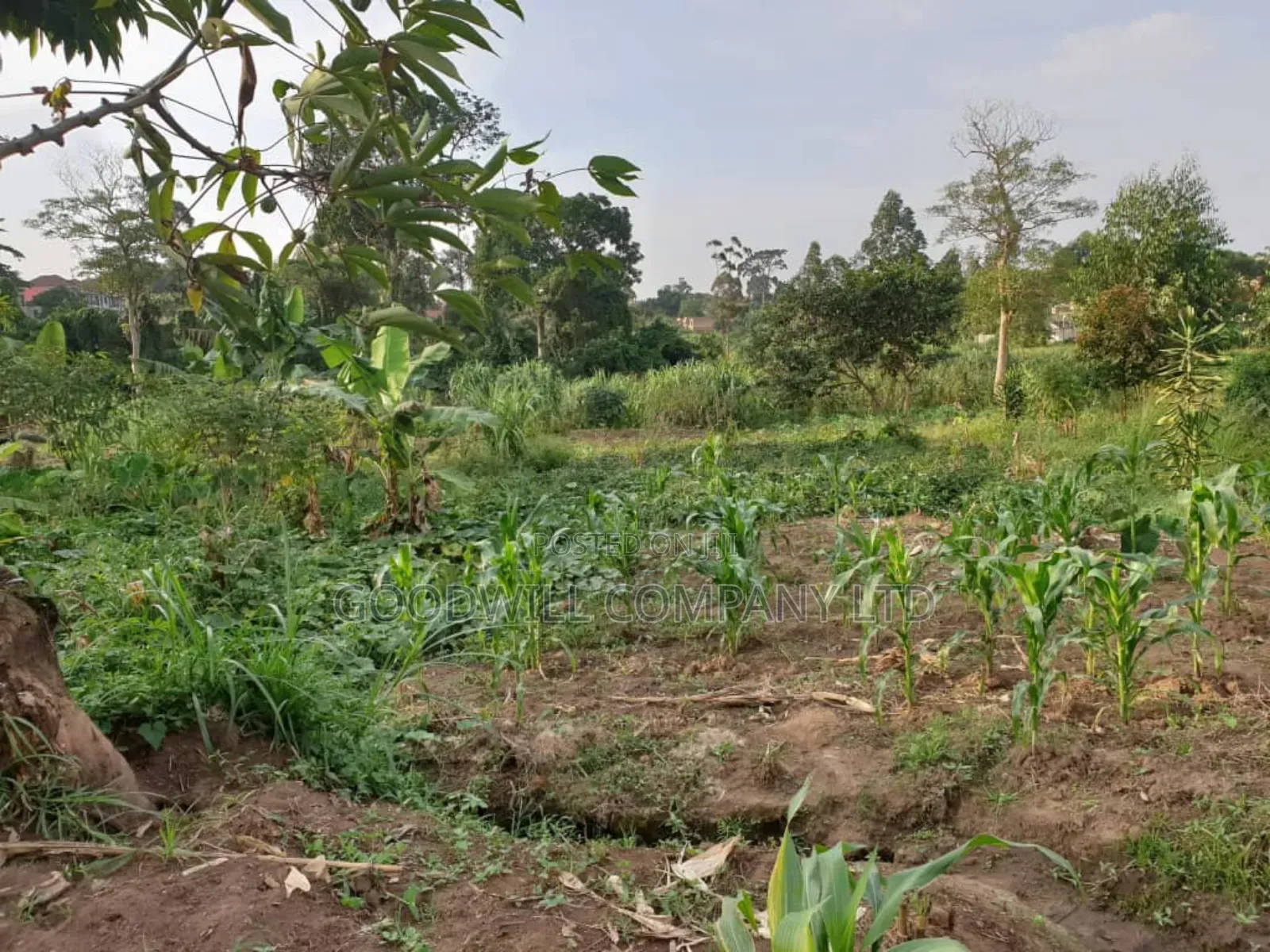 8 Acres of Land in Namugongo Nsawo in Central Division