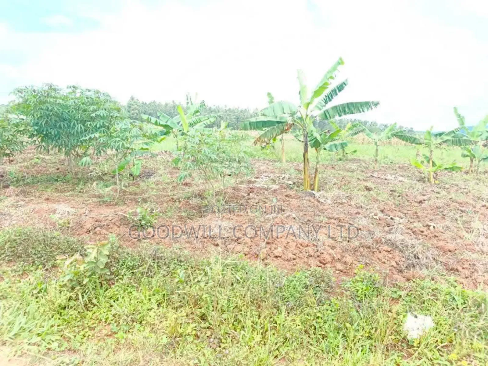 Half Acre Mukono_ntenjeru Bunakijja Village Marram Rd Katosi Rd in Central Division