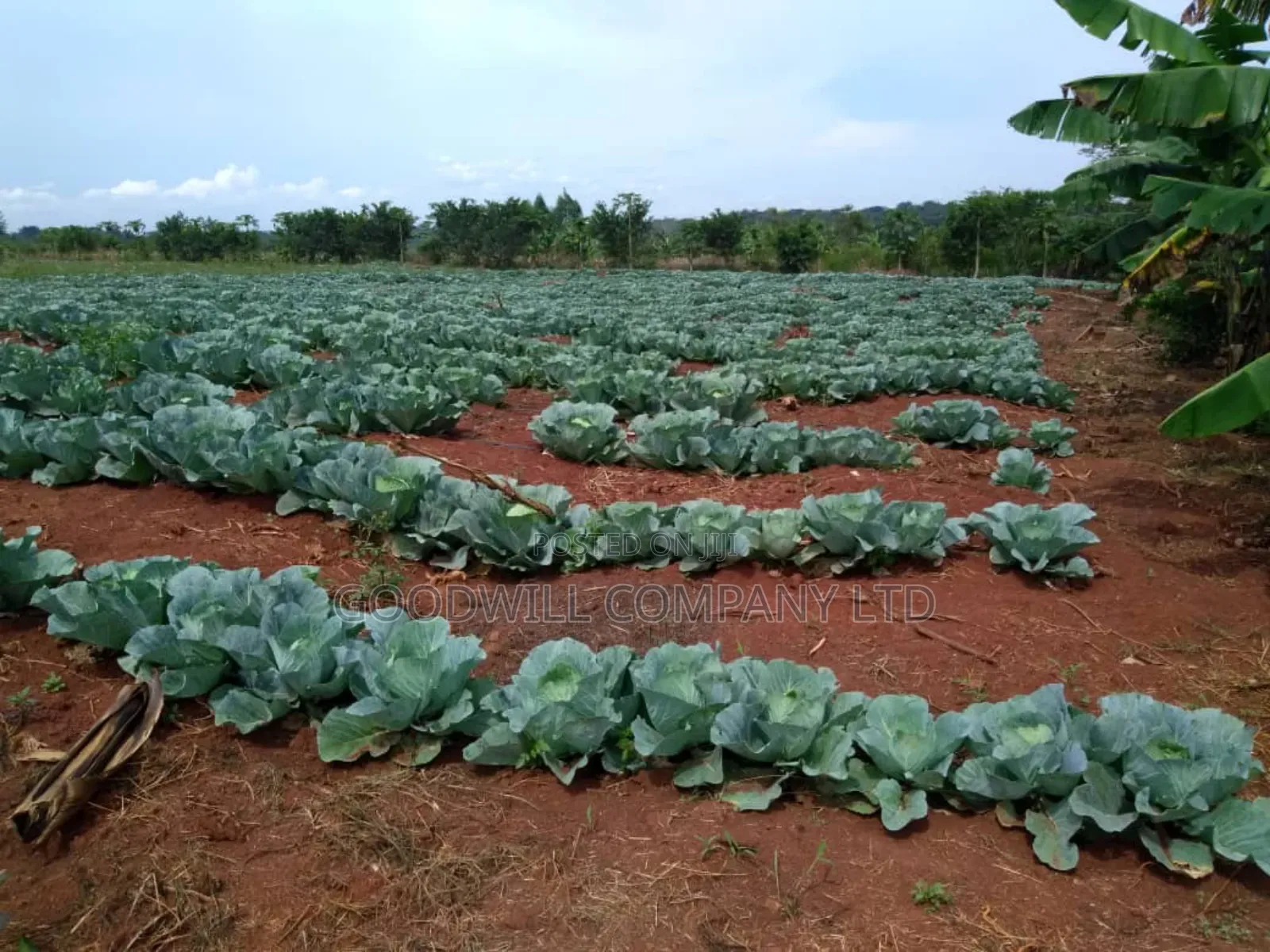 20 Acres, Private Milo, Nakaseke District,Off Ngoma Butalangu Road in Central Division