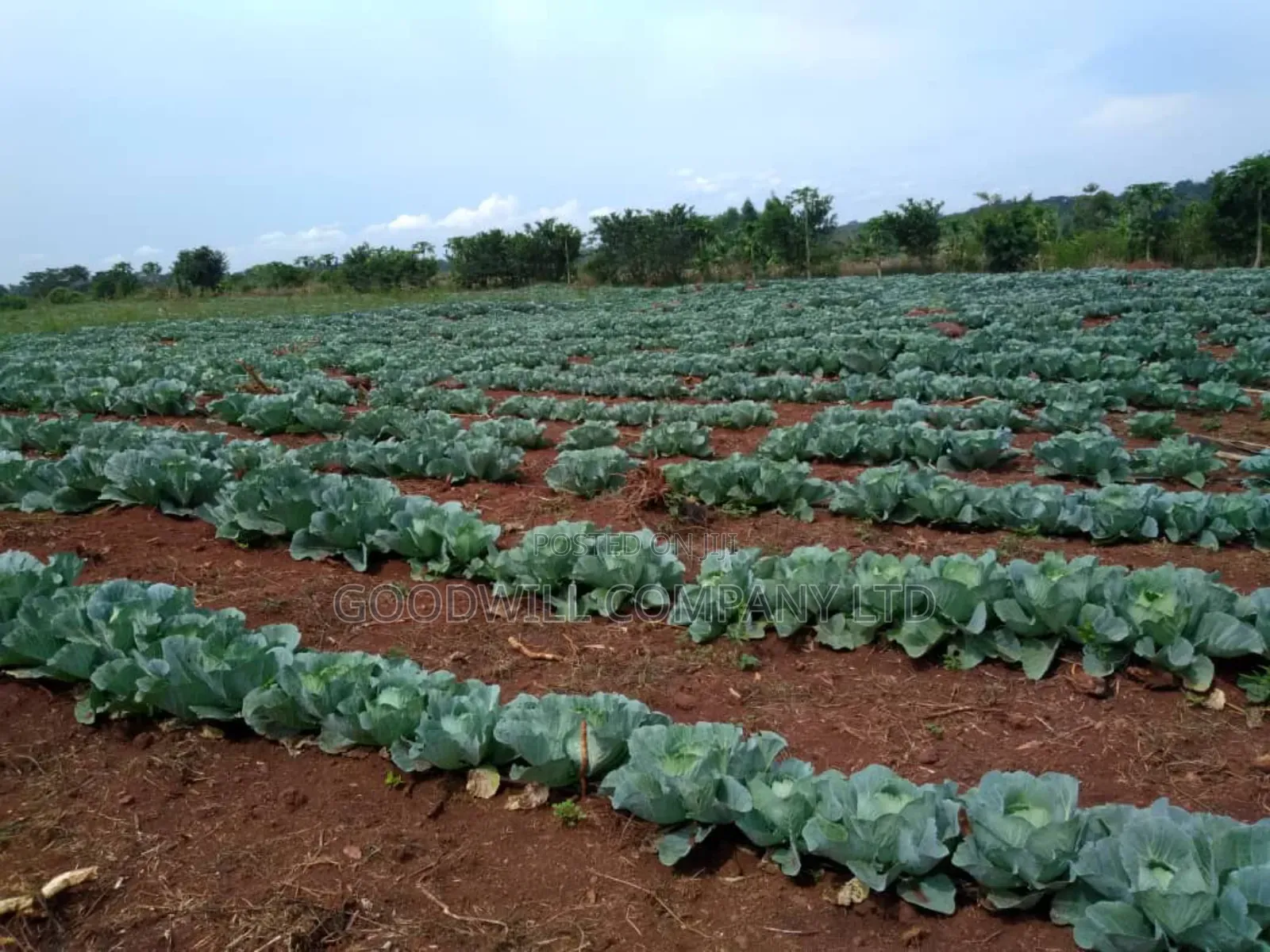 20 Acres, Private Milo, Nakaseke District,Off Ngoma Butalangu Road in Central Division