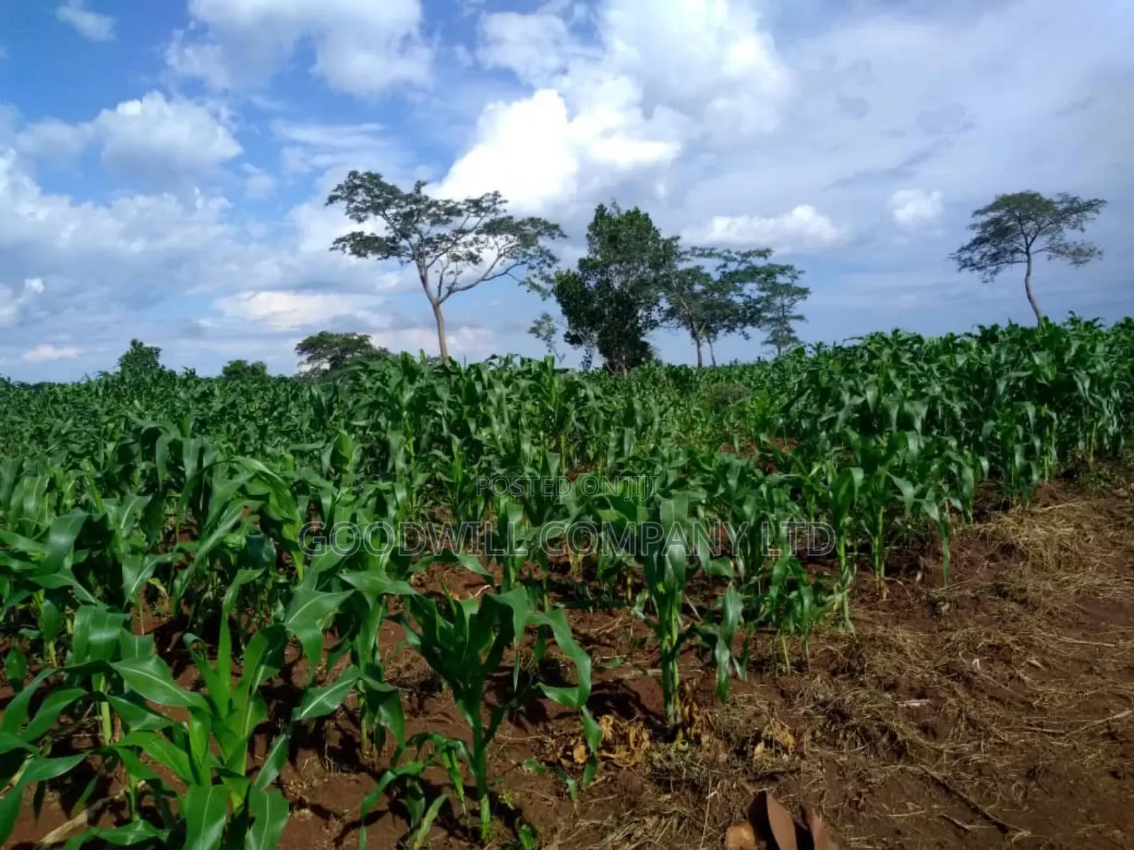 20 Acres, Private Milo, Nakaseke District,Off Ngoma Butalangu Road in Central Division