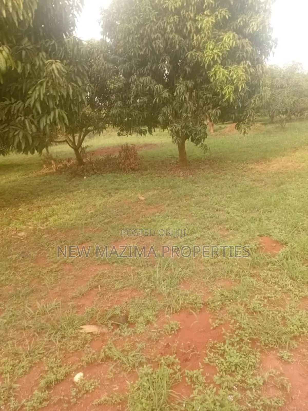 100 Acres of Farm Land With Mature Mangoes Coffee Dam Onsale in Central Division