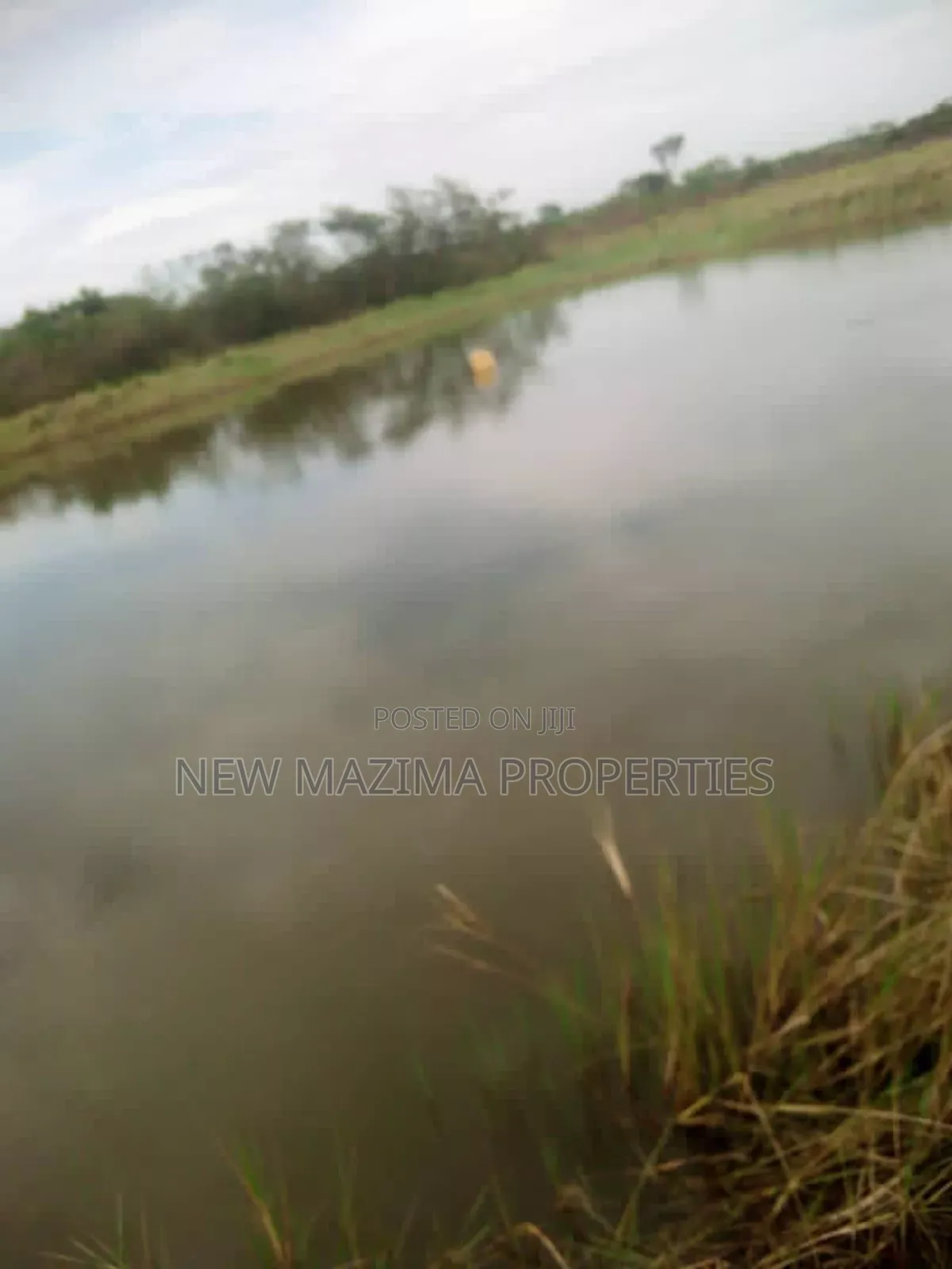 100 Acres of Farm Land With Mature Mangoes Coffee Dam Onsale in Central Division