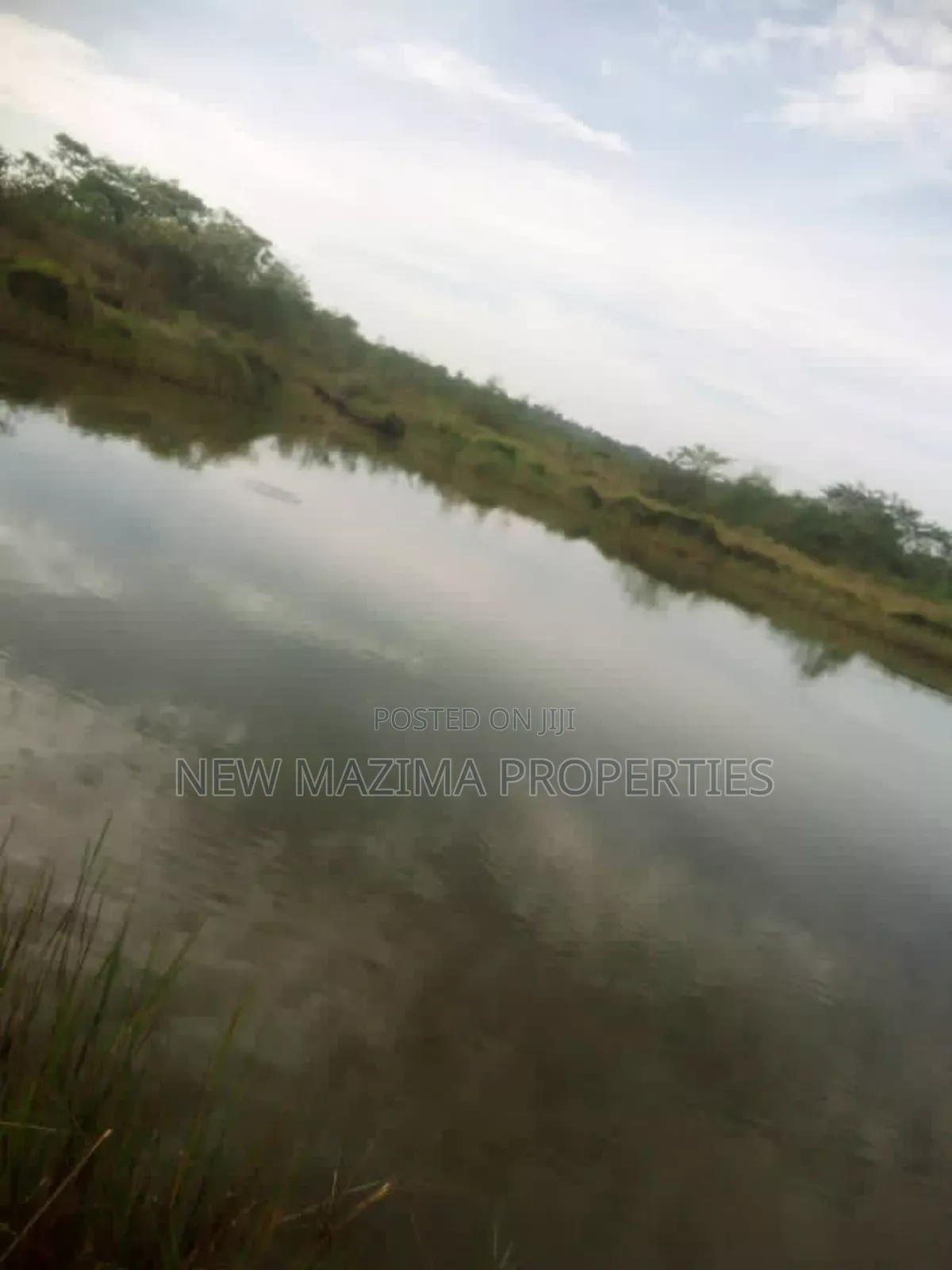 100 Acres of Farm Land With Mature Mangoes Coffee Dam Onsale in Central Division