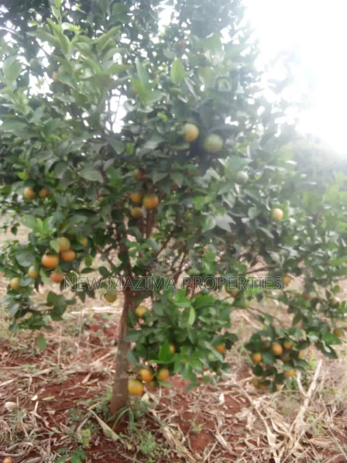 100 Acres of Farm Land With Mature Mangoes Coffee Dam Onsale in Central Division