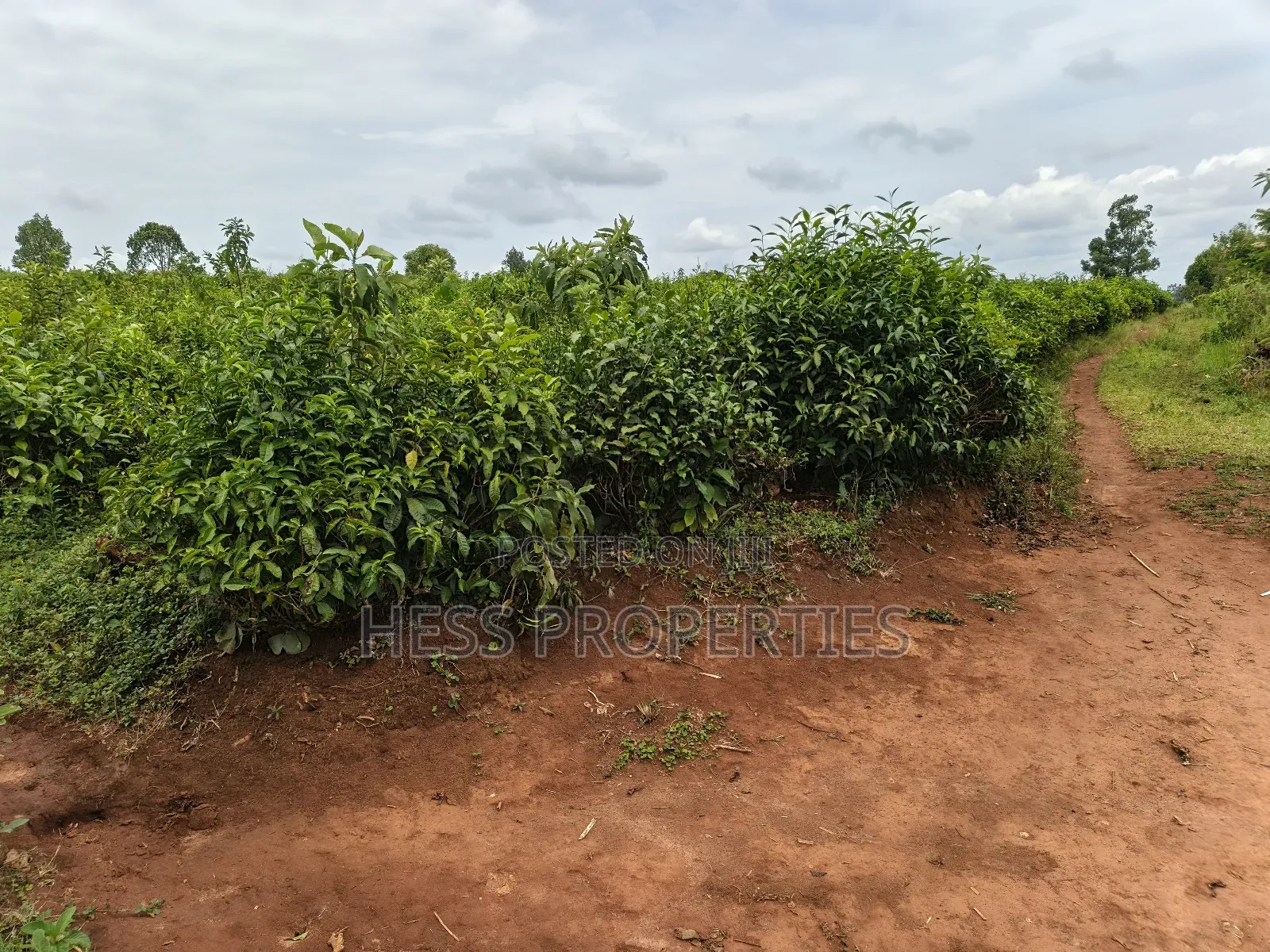 Agricultural Land on Sale Located in Kyarusozi-Kyenjojo District in Kyenjojo