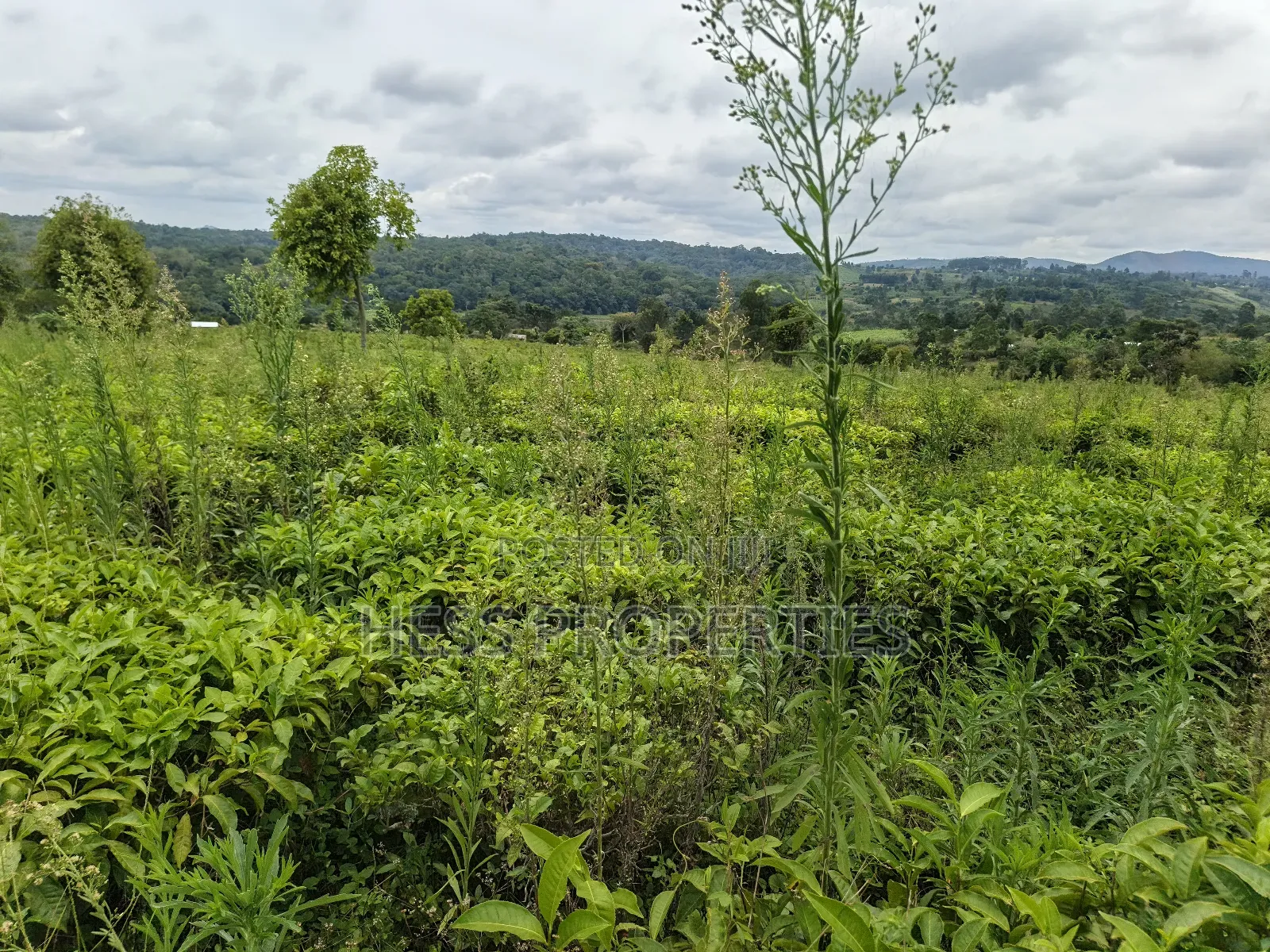 Agricultural Land on Sale Located in Kyarusozi-Kyenjojo District in Kyenjojo