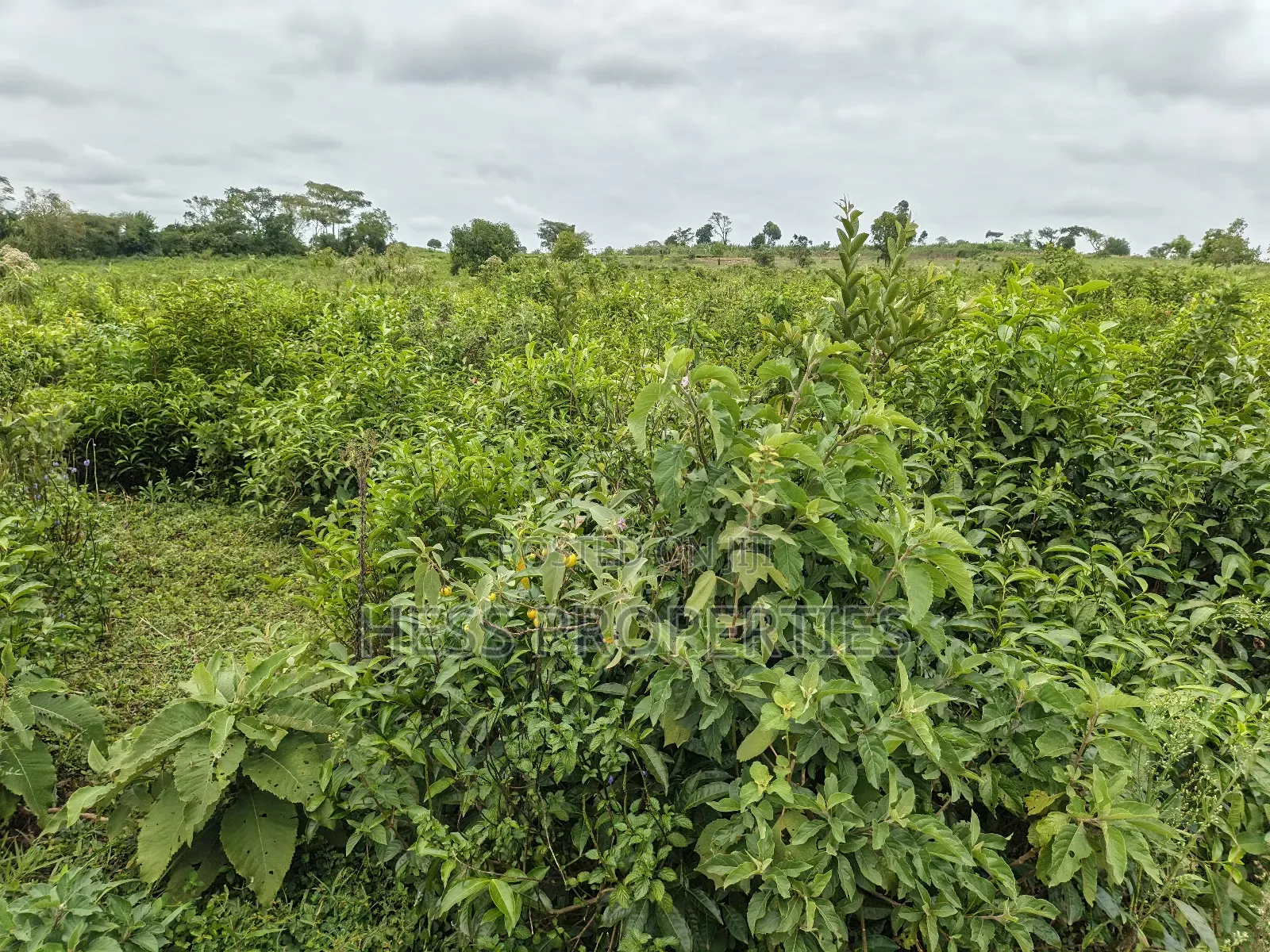 Agricultural Land on Sale Located in Kyarusozi-Kyenjojo District in Kyenjojo