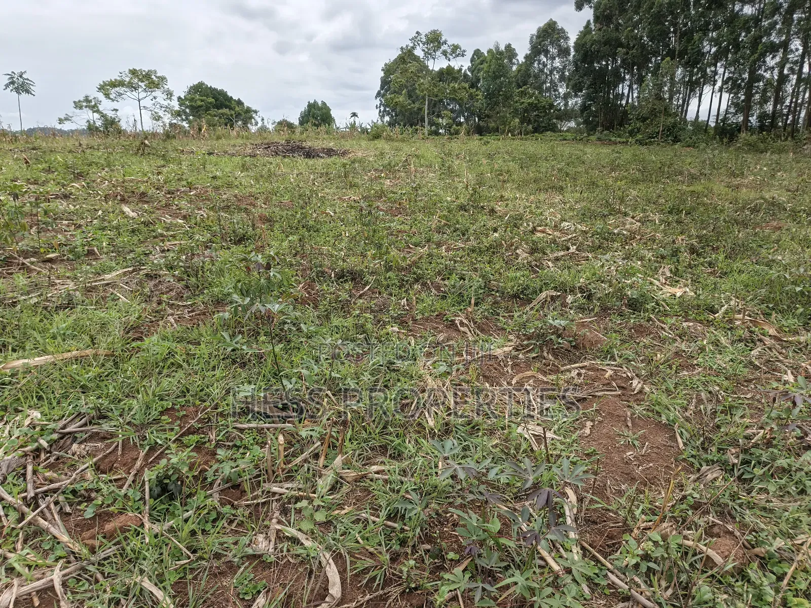 10.5acres of Land on Sale Located in Kirinda-Kyarusozi in Kyenjojo