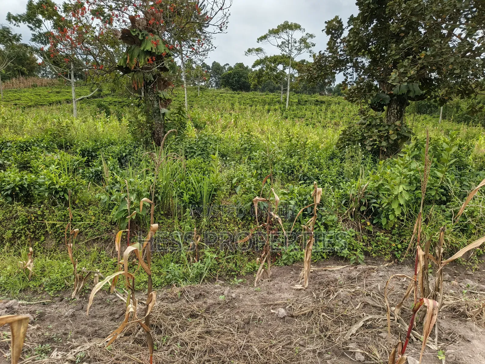 10.5acres of Land on Sale Located in Kirinda-Kyarusozi in Kyenjojo