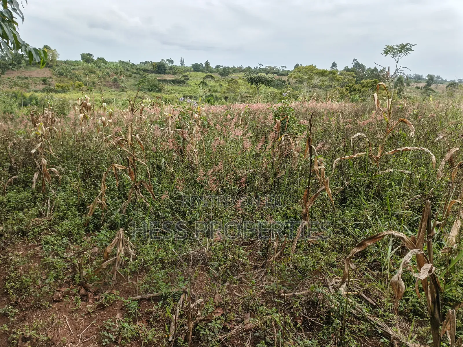 10.5acres of Land on Sale Located in Kirinda-Kyarusozi in Kyenjojo