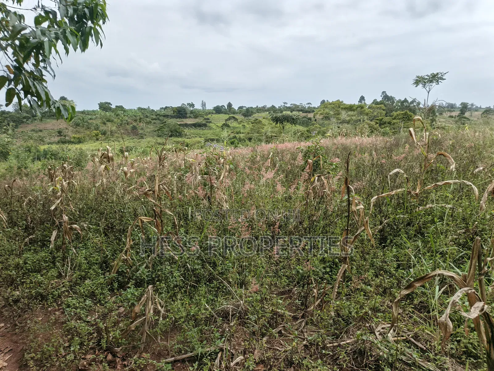 10.5acres of Land on Sale Located in Kirinda-Kyarusozi in Kyenjojo