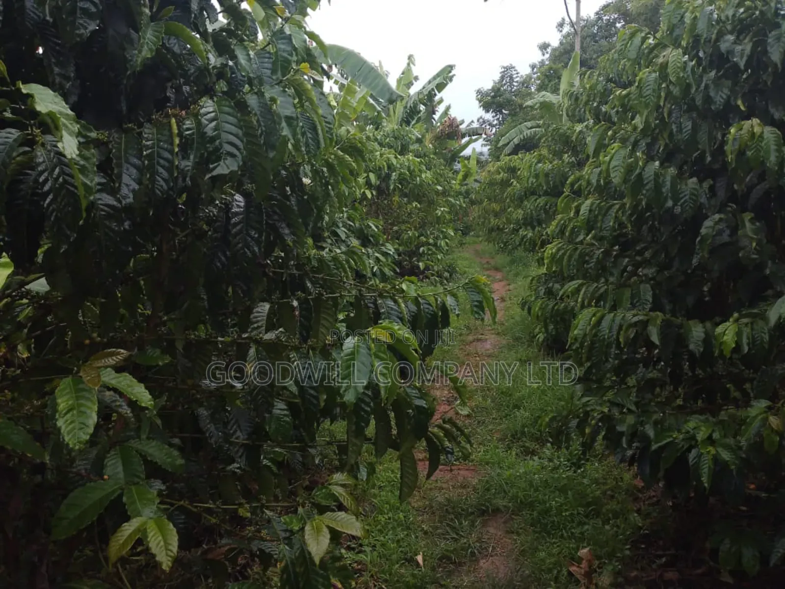 4 Acres of Land at Nakifuma Kalagi Town Few Meters From Tarmac in Central Division