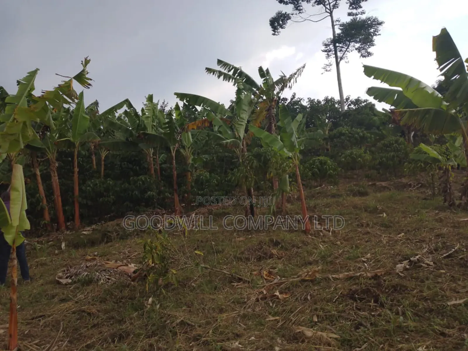 4 Acres of Land at Nakifuma Kalagi Town Few Meters From Tarmac in Central Division