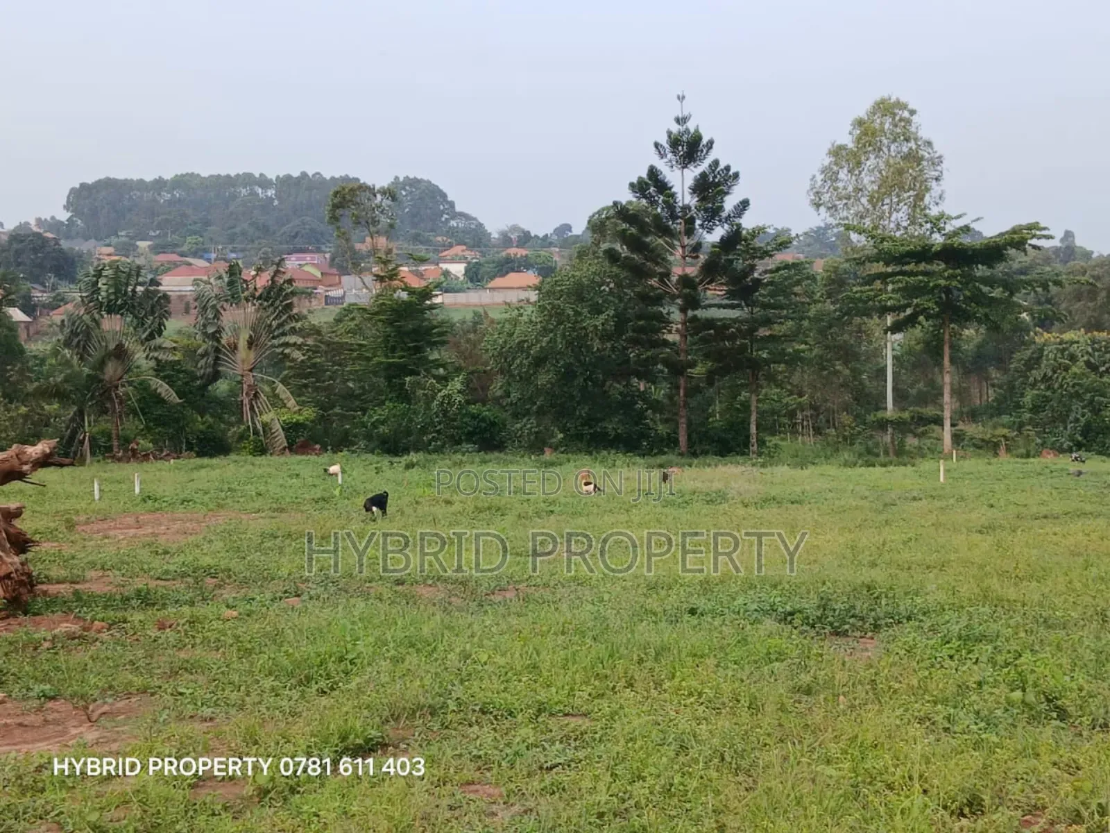 Prime Plots For Sale At Wakiso~Namusera Tarmac View Estate~Hoima Road. in Wakiso / Wakiso