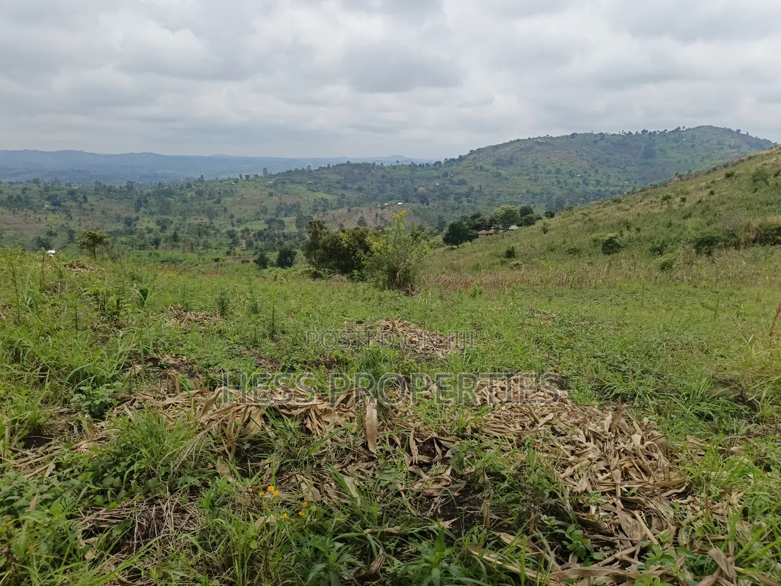 12acres of Agricultural Land on Sale in Matiri in Kyenjojo