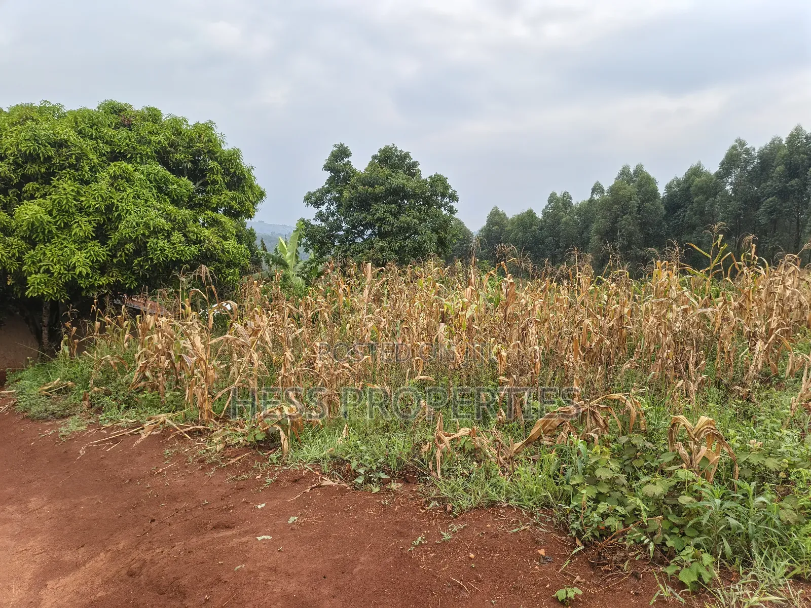 5acres of Agricultural Land on Sale in Nyatungo in Kyenjojo