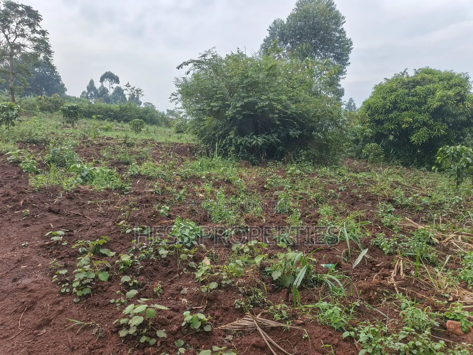 5acres of Agricultural Land on Sale in Nyatungo in Kyenjojo