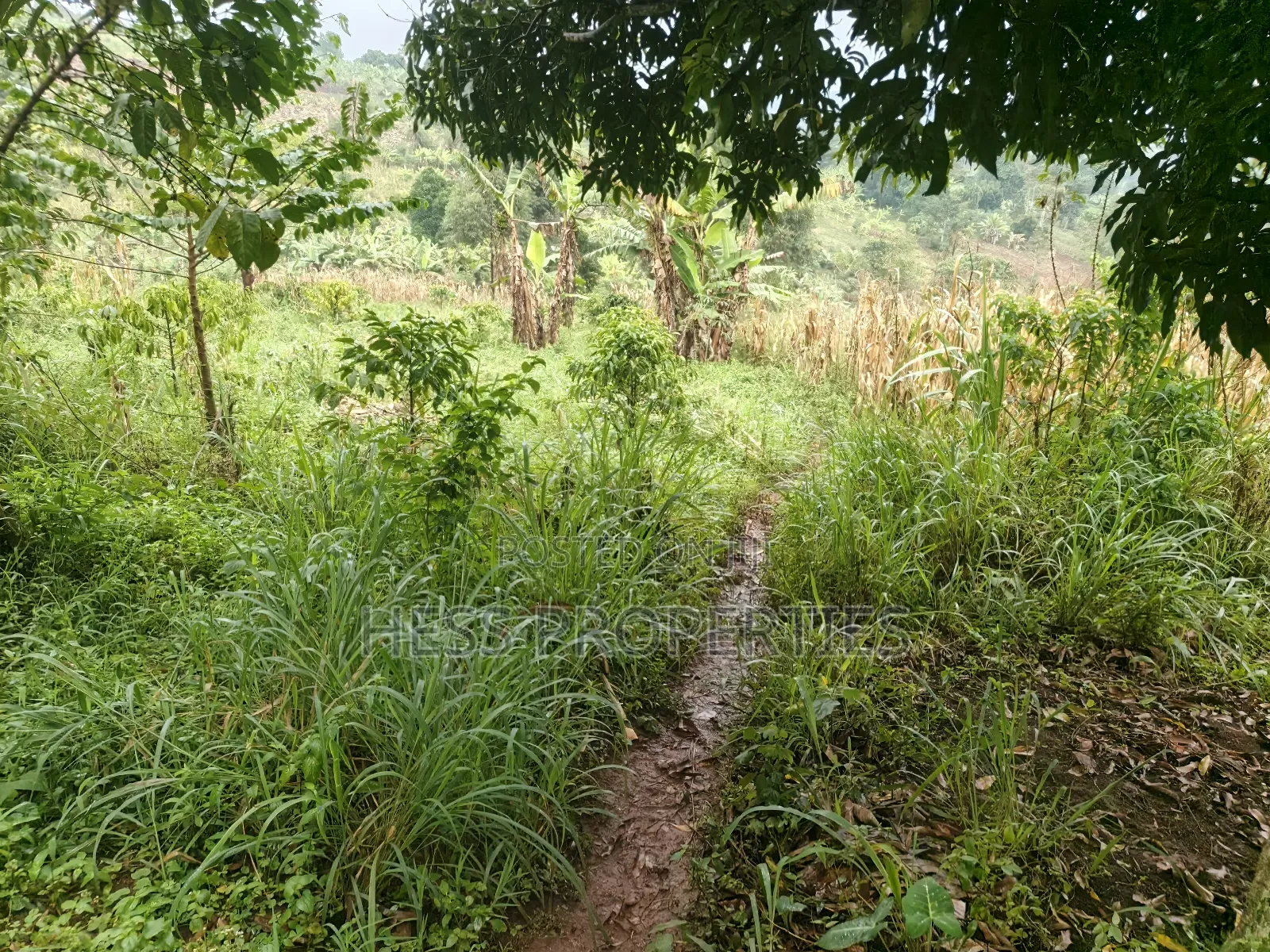 5acres of Agricultural Land on Sale in Nyatungo in Kyenjojo