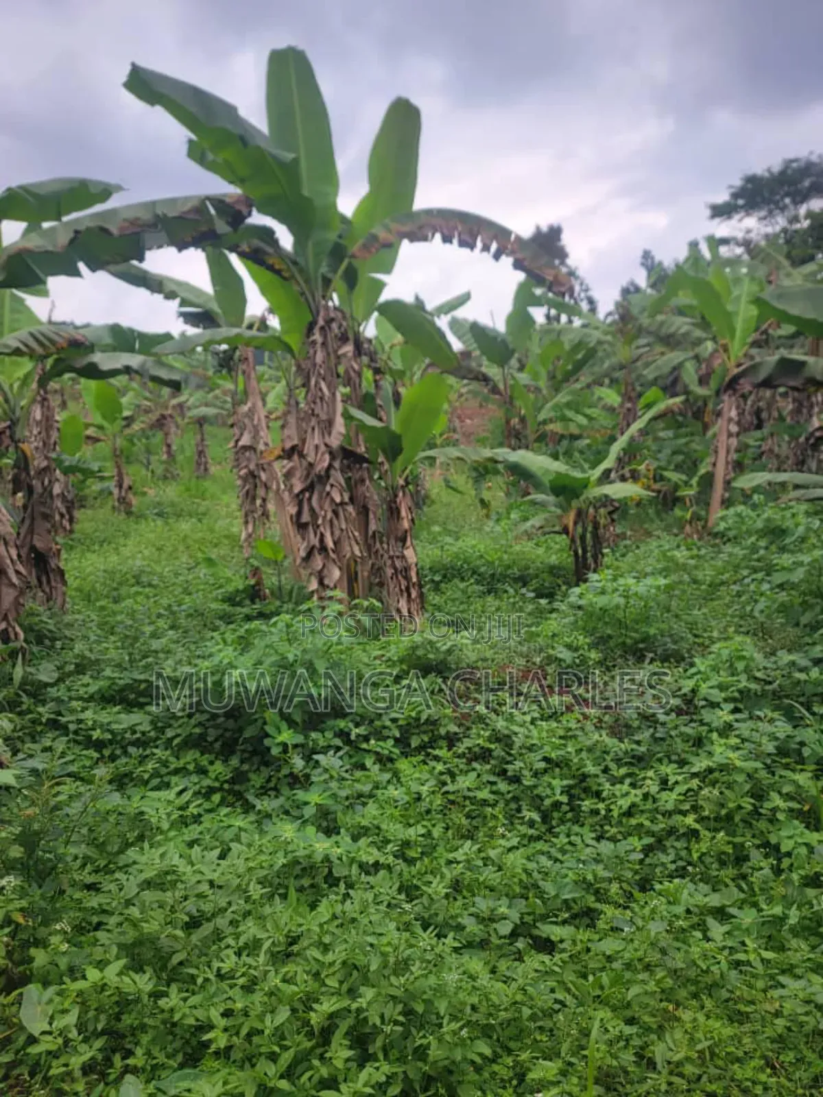 4acres of Land on Sale in Kalule Bombo Road in Luwero / Luwero