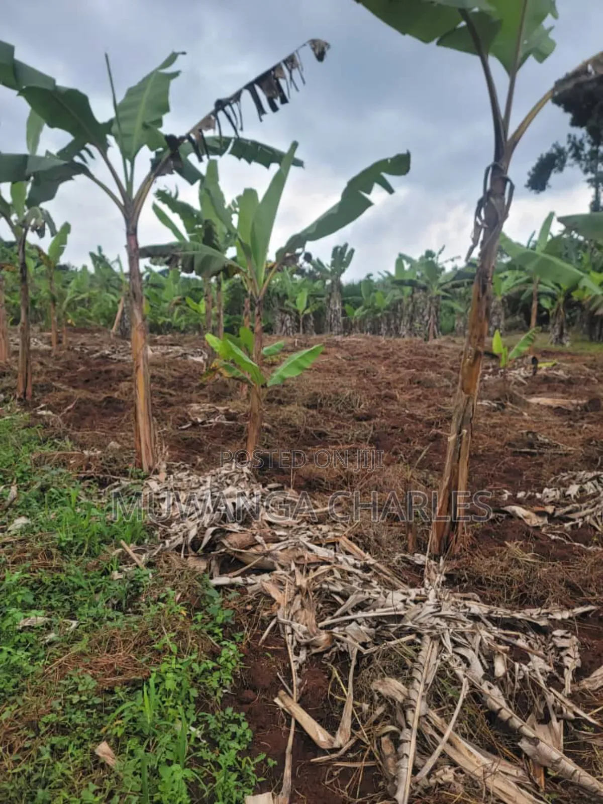 4acres of Land on Sale in Kalule Bombo Road in Luwero / Luwero