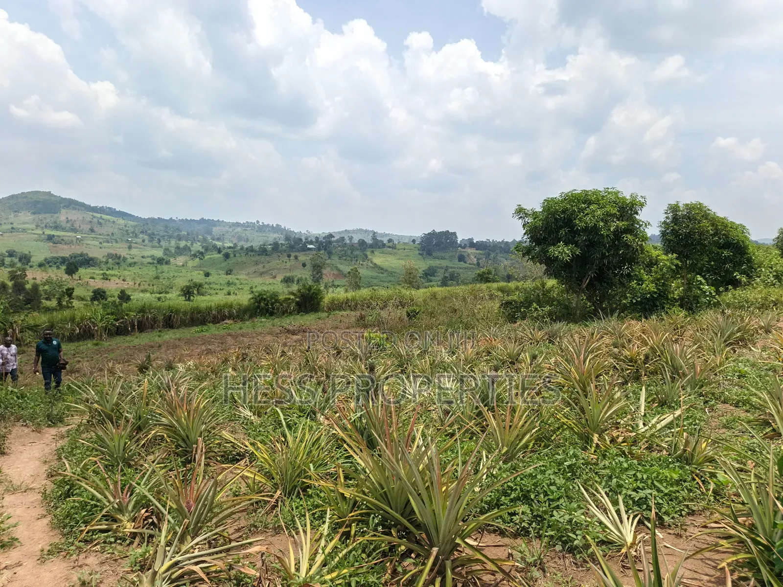 13acres of Agricultural Land on Sale in Kyenjojo