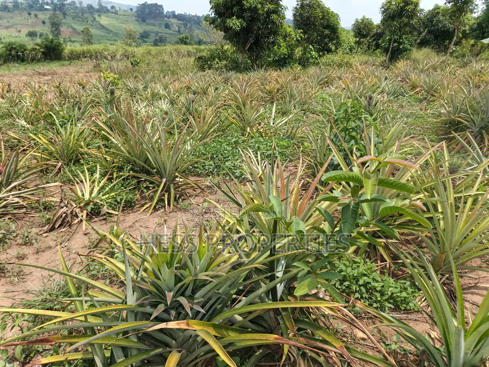 13acres of Agricultural Land on Sale in Kyenjojo