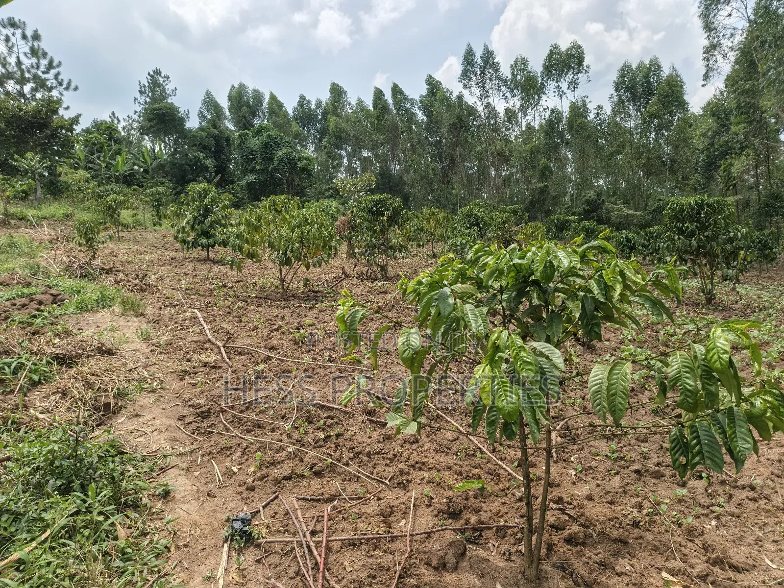13acres of Agricultural Land on Sale in Kyenjojo