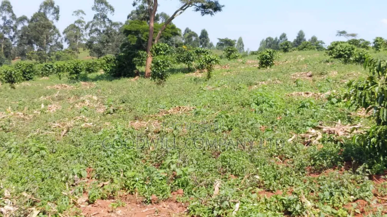 14 Acres of Land in Busunju Hoima Road in Central Division