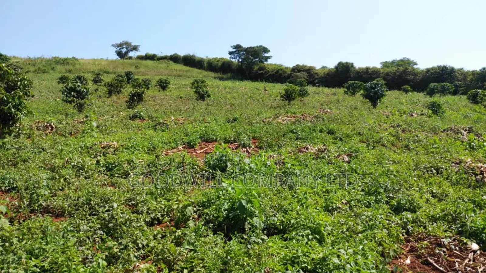 14 Acres of Land in Busunju Hoima Road in Central Division