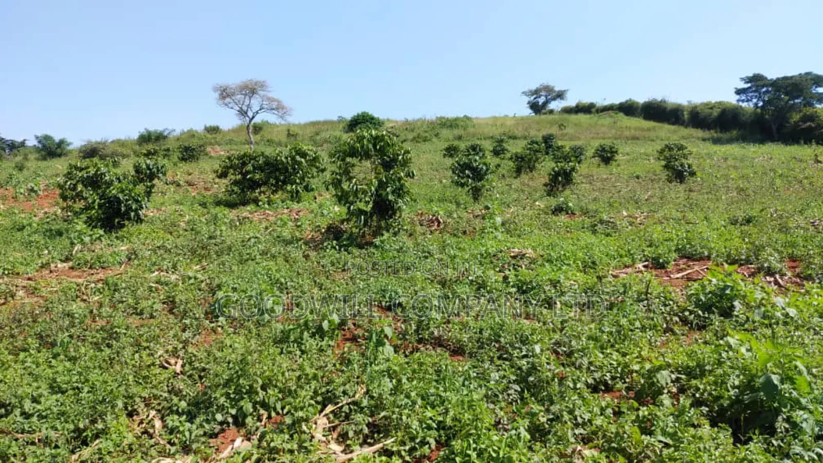14 Acres of Land in Busunju Hoima Road in Central Division