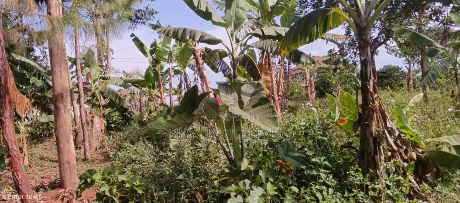 5 Acres of Land for Sale Located in Kira Kasangati Rd at 300m Per Acre in Central Division
