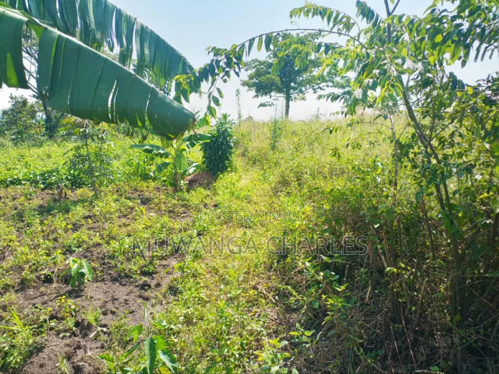 5acres of Land on Sale in Kanyanda Semuto in Gombe