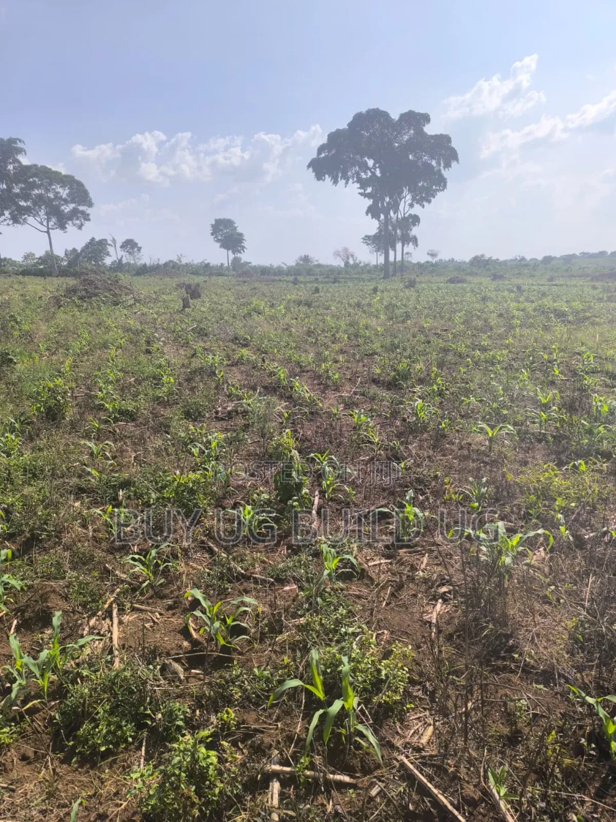 Farmland of #10_acres of Land Fo in #Luwero_kakooge Selling (14m in Luwero / Luwero