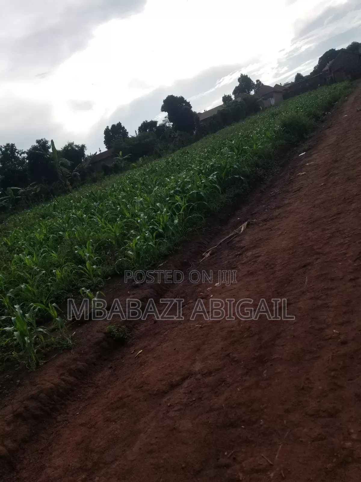 Land and Plots 150×150 in Wakiso / Wakiso