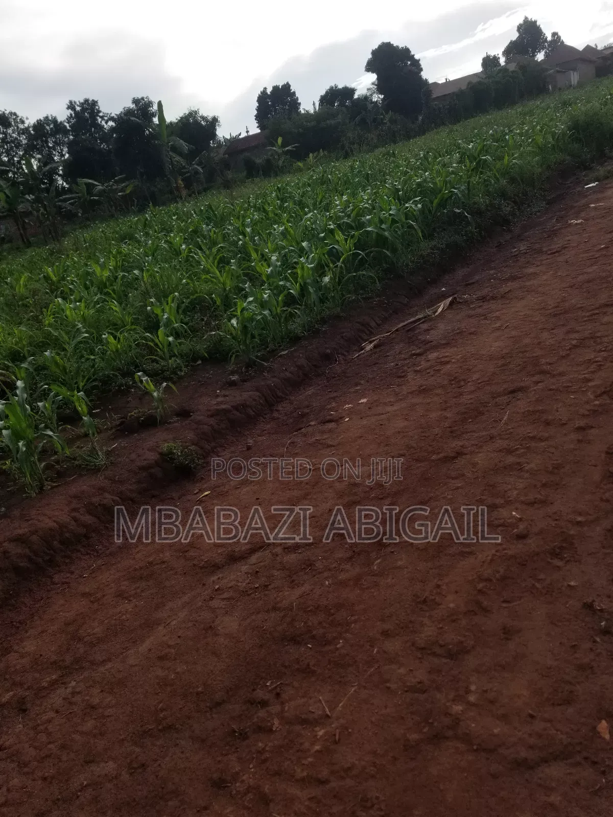 Land and Plots 150×150 in Wakiso / Wakiso