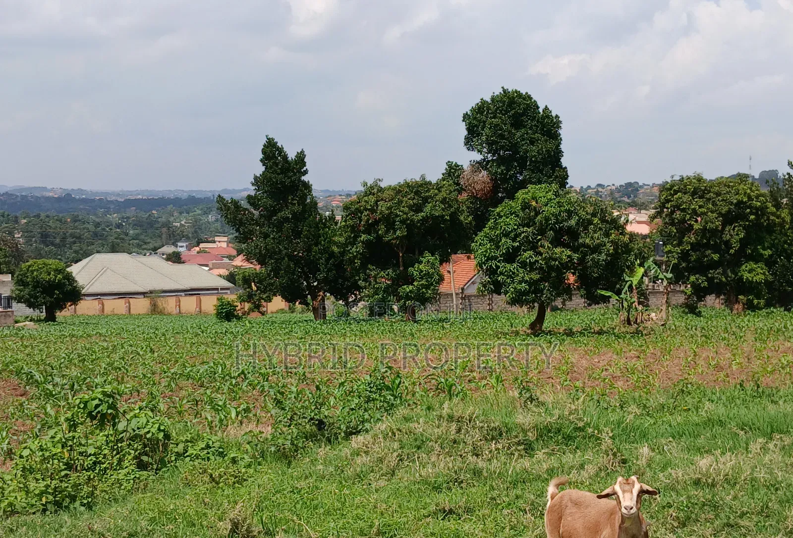 4 Prime Acres of Land for Sale Wakiso~Kisimbiri Along Hoima Road X in Wakiso / Wakiso