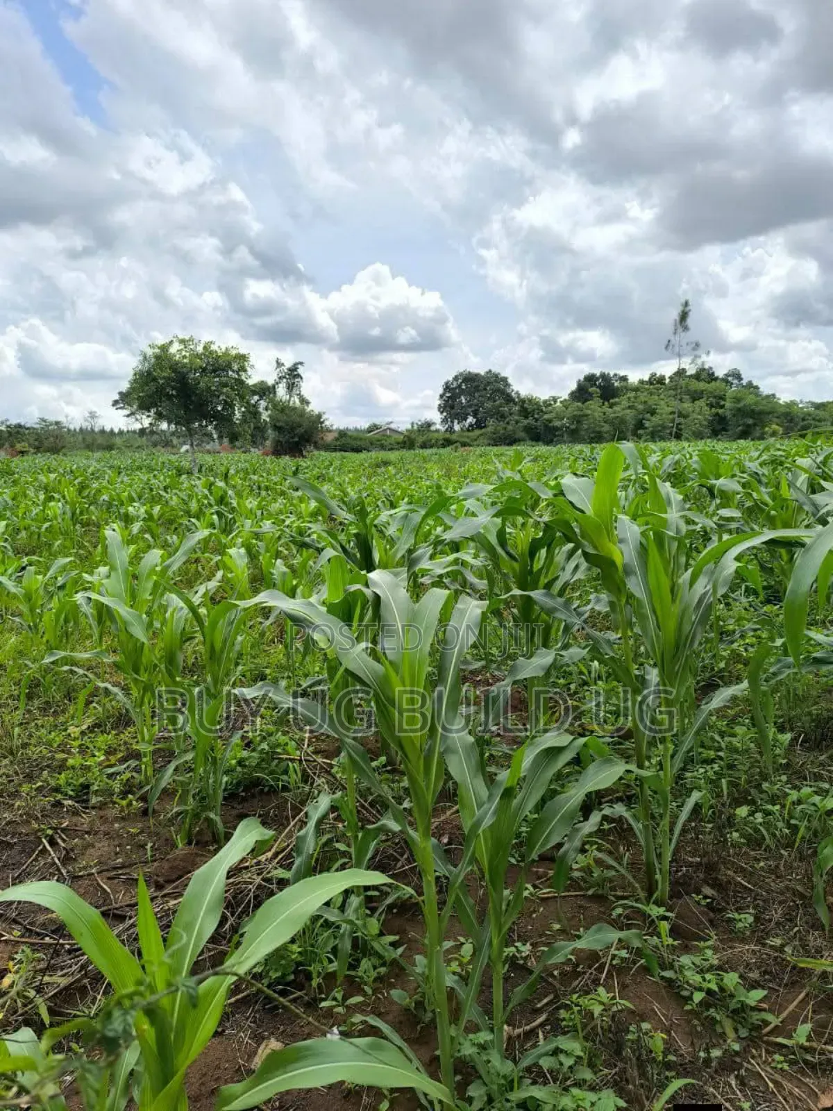 Quick Sale
Farmers! 215_acres 10m Luwero Kakooge in Luwero / Luwero